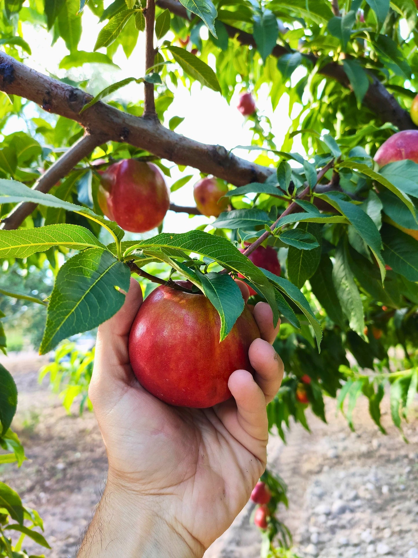Albero di Nettarina Pasta Gialla