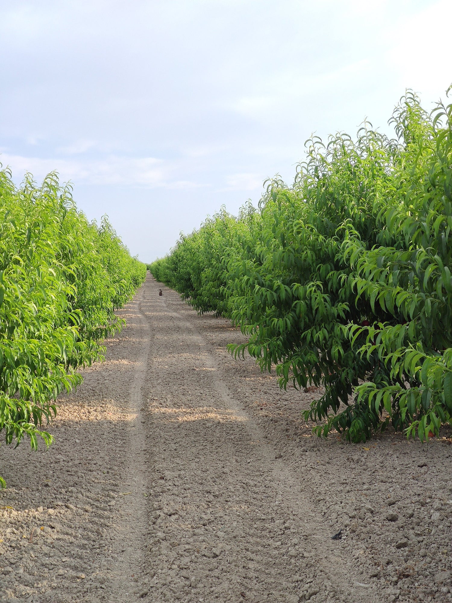 Adotta un albero di Pesco o Nettarina