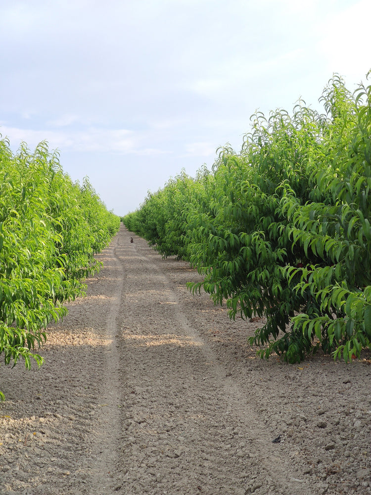 Adotta un albero di Pesco o Nettarina