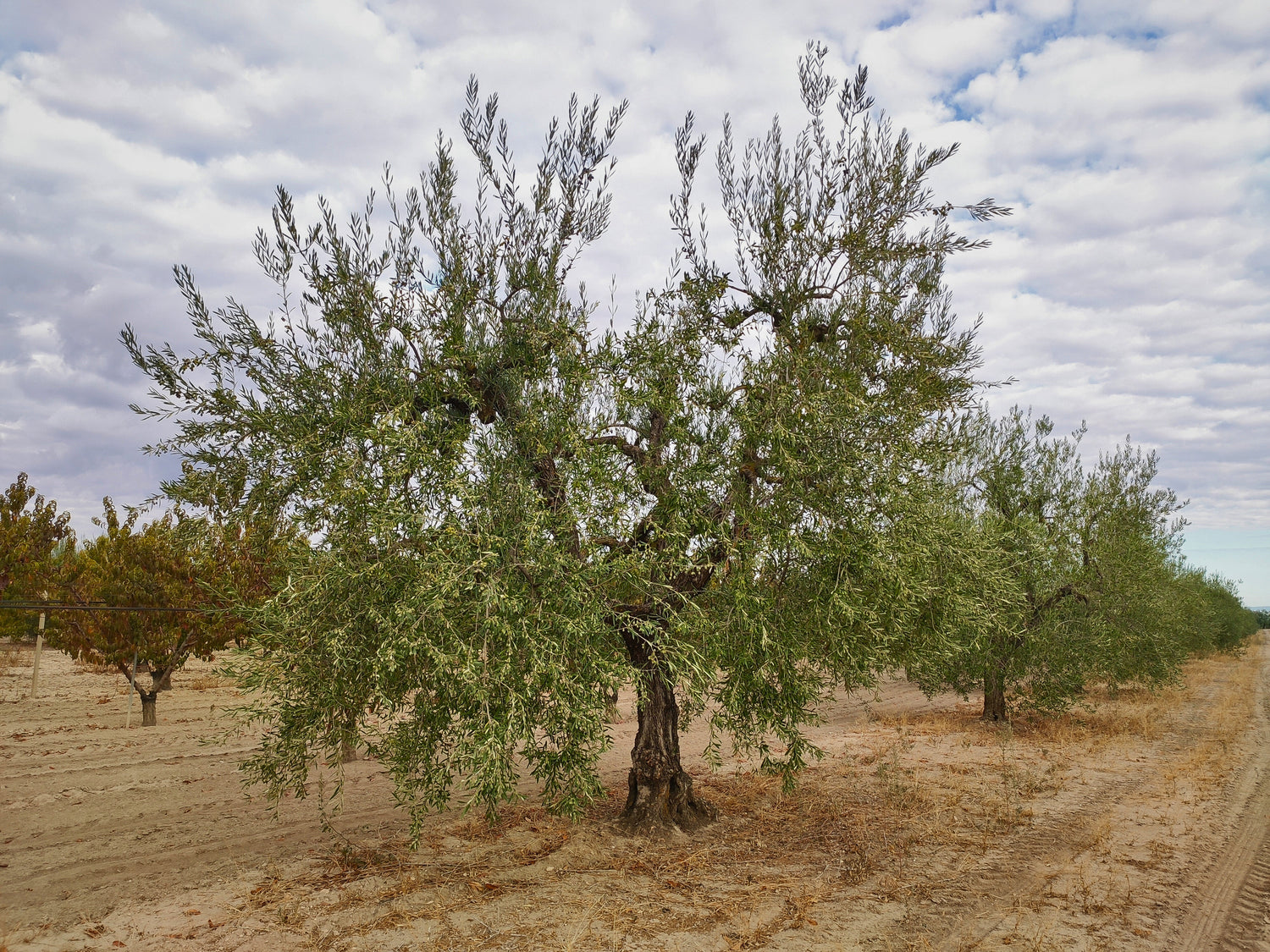Adotta un albero di Ulivo