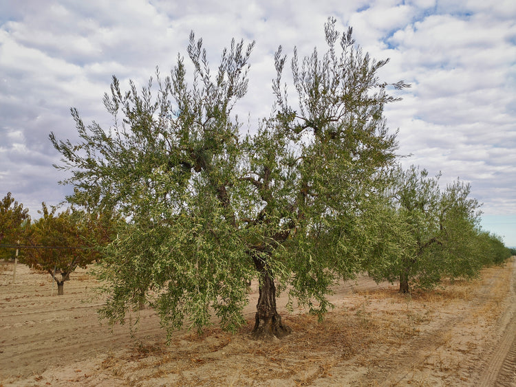 Adotta un albero di Ulivo