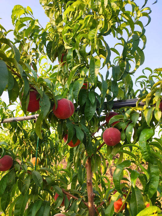 Albero di Pesco Pasta Gialla